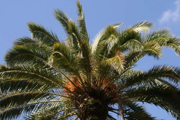 Palmera España Primer Plano —  Fotos de Stock