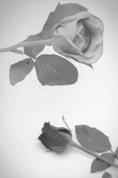 Hermosa Flor Rosa Suave Color Negro Blanco Estilo Tono —  Fotos de Stock