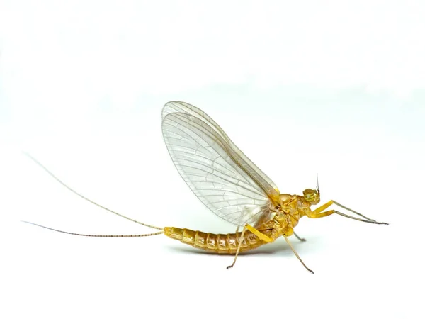 Mayfly Beyaz Arka Planda Izole — Stok fotoğraf