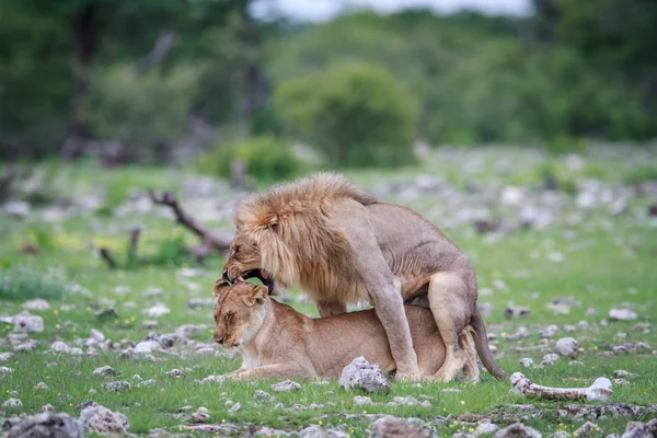 Mating Lions Etosha National Park Namibia — Stock Photo, Image