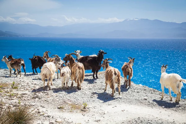 Korsika Vahşi Yaşayan Keçi — Stok fotoğraf