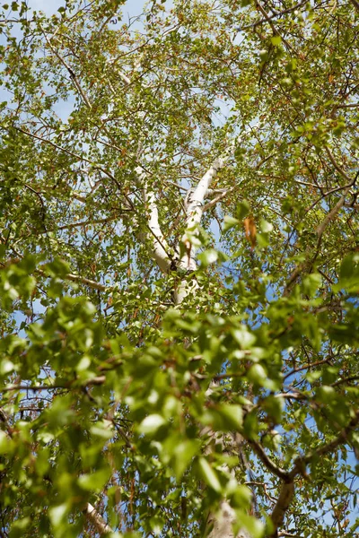Baharda Bir Huş Ağacı — Stok fotoğraf