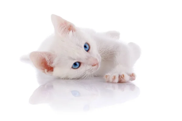 Gatito Blanco Con Ojos Azules Gatito Sobre Fondo Blanco Pequeño — Foto de Stock