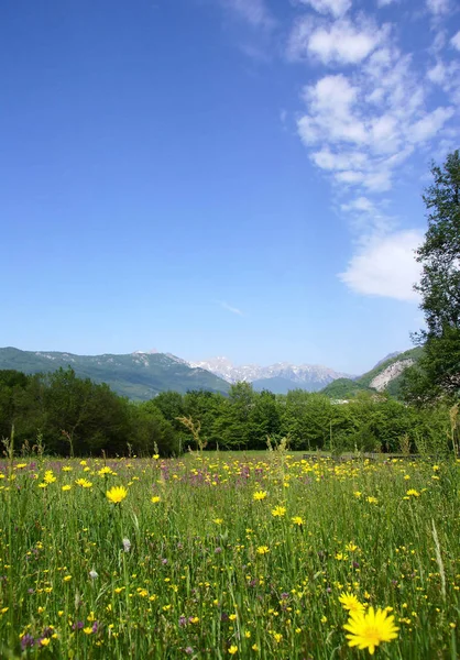 Tranquila Escena Rural Con Prado Bosque Montañas Sobre Cielo Azul — Foto de Stock