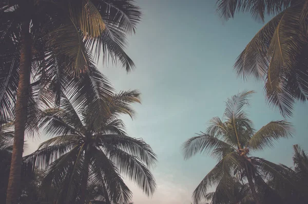 Пальма Пляже Солнцем Vintage — стоковое фото