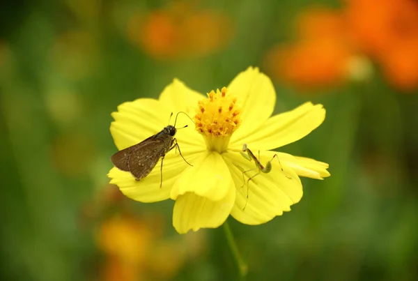 Compartir Flores Entre Una Mariposa Una Pequeña Mantis —  Fotos de Stock