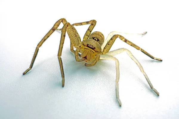 Large House Spider Tegenaria Atrica — Stock Photo, Image
