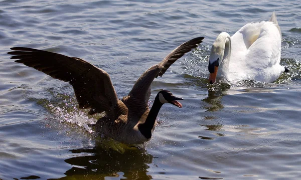 Hermosa Foto Aislada Con Ganso Canadá Huyendo Del Cisne Mudo — Foto de Stock