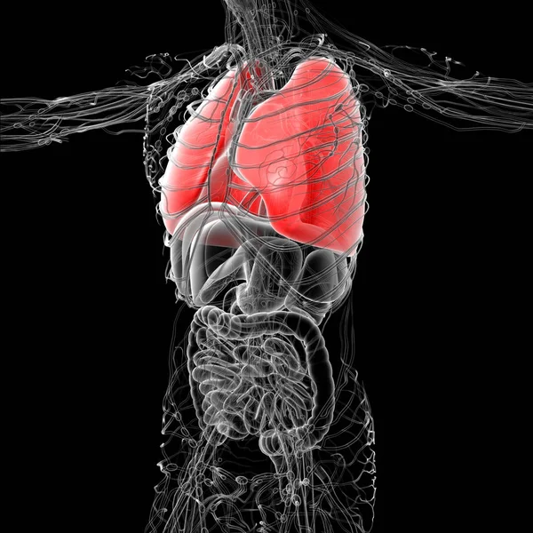 Медицинская Иллюстрация Легочного Вида Человека — стоковое фото