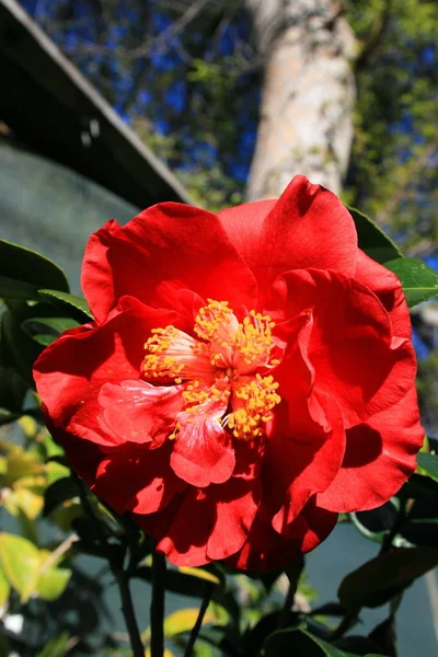 Flor Camélia Vermelha Perto Jardim — Fotografia de Stock