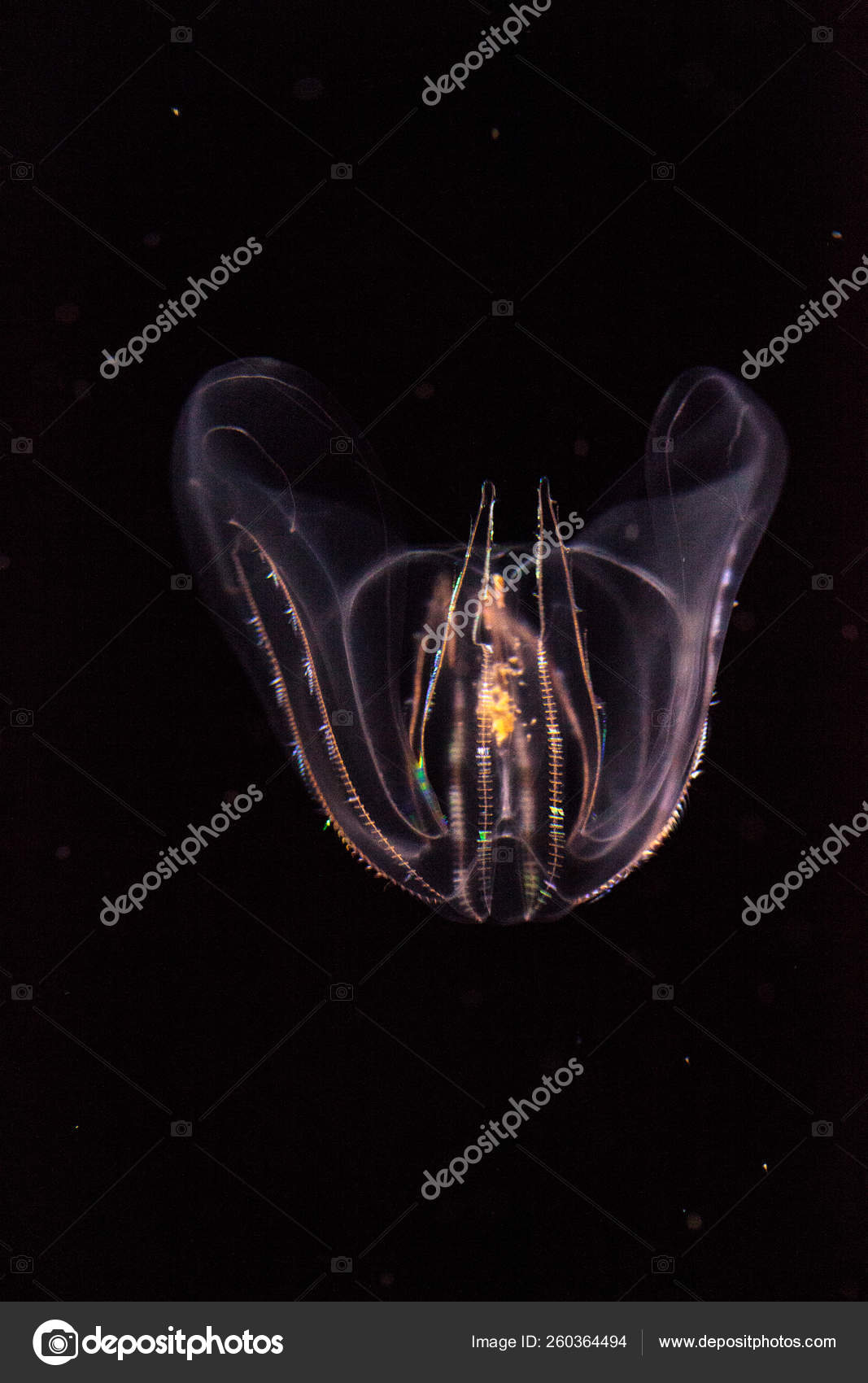 Comb Jelly Phylum Ctenophora Have Stinging Cells Have Simpler Reproductive — Stock Photo