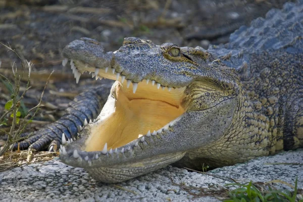 Closeup Caimen Espectacled Caiman Crocodilus — Fotografia de Stock