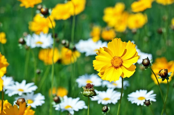 Gyönyörű Sárga Virág Réten Egy Napsütéses Napon — Stock Fotó