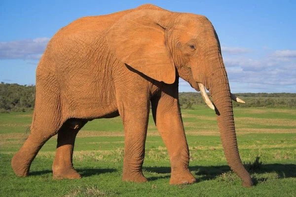 Elefante Salvaje Hábitat Natural —  Fotos de Stock