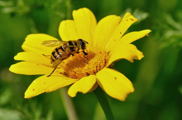 Honigbiene Und Winzige Rote Käfer Auf Gelben Blüten Frühlingszeit — Stockfoto