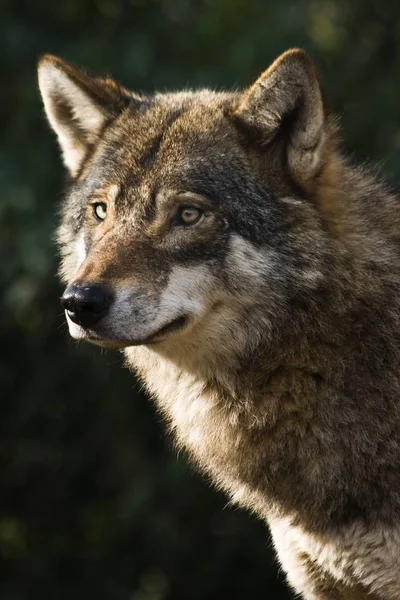 警报灰狼站在阳光下 盯着冬天的早晨 — 图库照片
