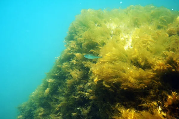 Підводні Риби Дряпаються Тлі Скель Вирощених Слизом — стокове фото
