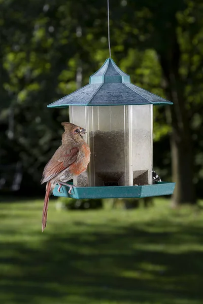 Female Cardinal Feeding Seed — Stock Photo, Image