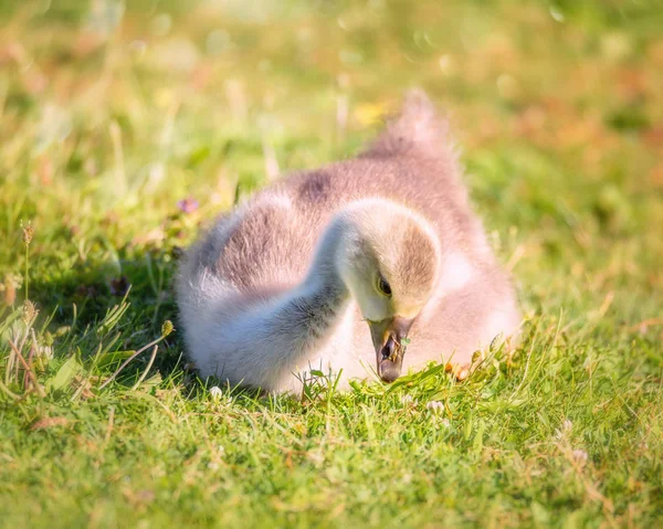 Bir Gosling Chick Oregon Abd Bir Çimenli Alan Oturur — Stok fotoğraf