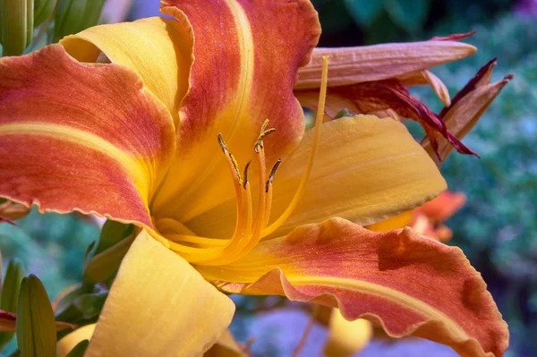 Pestíkem Tyčinek Žluto Oranžové Lilie Květ Zahradě — Stock fotografie