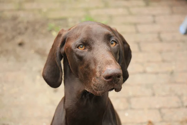 German Shorthaired Pointer Femenino Meses Edad — Foto de Stock