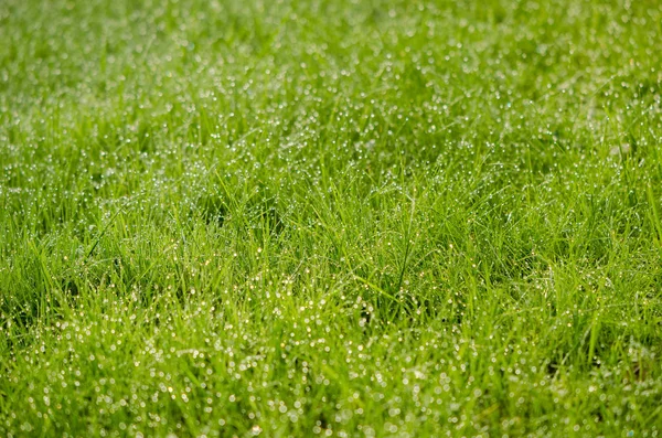 Primer Plano Del Patio Hierba Verde Con Muchas Gotas Rocío —  Fotos de Stock