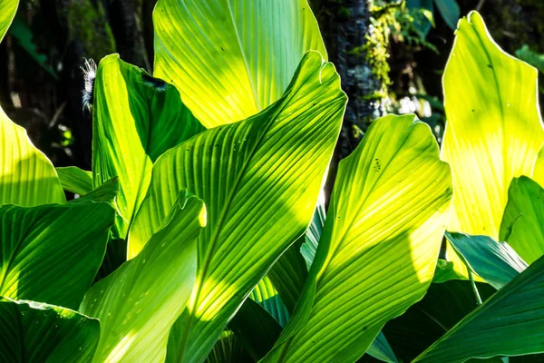 Hojas Plantas Tropicales Jardín Tropical Chiangrai Tailandia — Foto de Stock