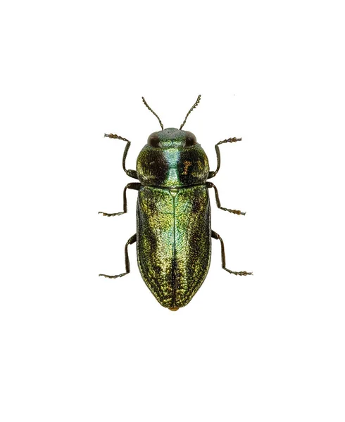 Jewel Beetle Anthaxia White Background Anthaxia Fulgurans Schrank 1789 — Stock Photo, Image