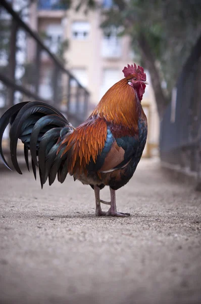 Gallo Paseando Por Parque Huercal Overa Almera España — Foto de Stock