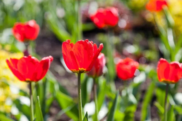 Зелена Весна Природа Розквіт Квіткового Поля Червоного Тюльпана — стокове фото