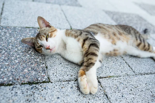 Γάτα Ξαπλωμένη Στο Δρόμο — Φωτογραφία Αρχείου