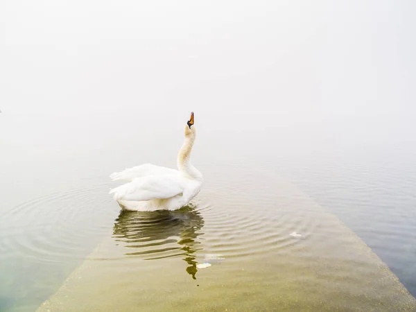 Labutí Jezeře Lake Maggiore Ispra Varese Lombardie Itálie — Stock fotografie