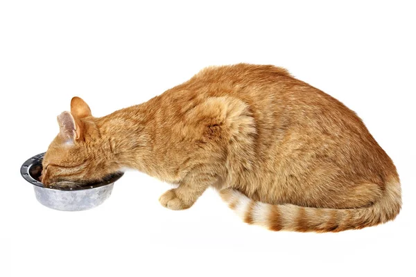 Gato Pequeño Plato Alimentación Aislado Blanco —  Fotos de Stock