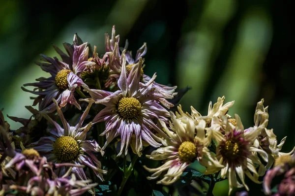 Coup Fleurs Colorées — Photo