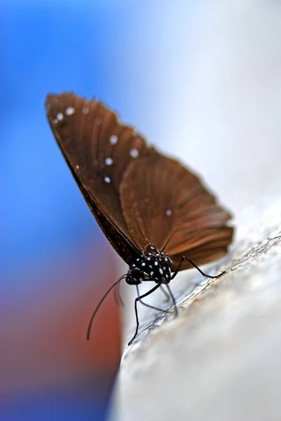 Brauner Schmetterling Isoliert Auf Farbigem Hintergrund — Stockfoto