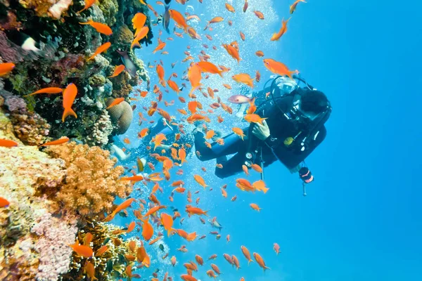 Buceador Escena Del Arrecife Bajo Agua —  Fotos de Stock