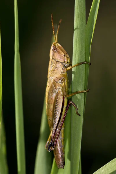 Perfil Lateral Grasshopper Uma Grama — Fotografia de Stock