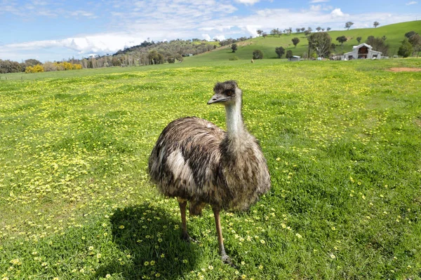 オーストラリアの中西部ニューサウスウェールズ州の農村部の開花クローバーと緑豊かな草のフィールドでオーストラリアのエミュー — ストック写真