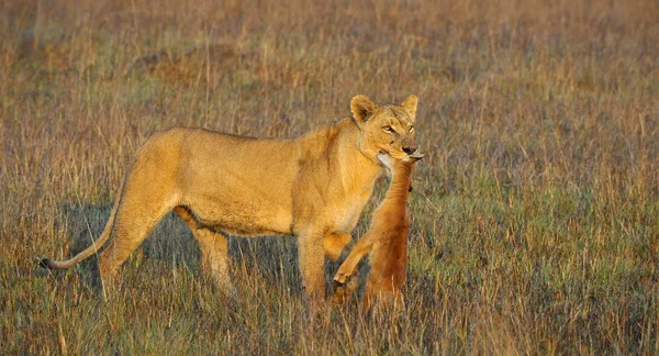 Lioness New Born Antelope Prey Lioness Goes Savanna Bears Killed — Stock Photo, Image