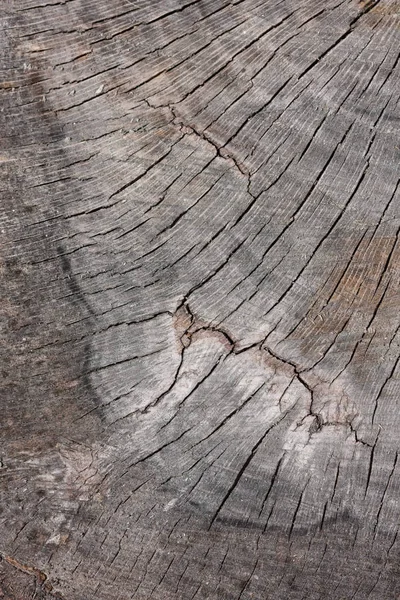Μια Σπασμένη Επιφάνεια Από Θρυμματισμένα Δέντρα — Φωτογραφία Αρχείου