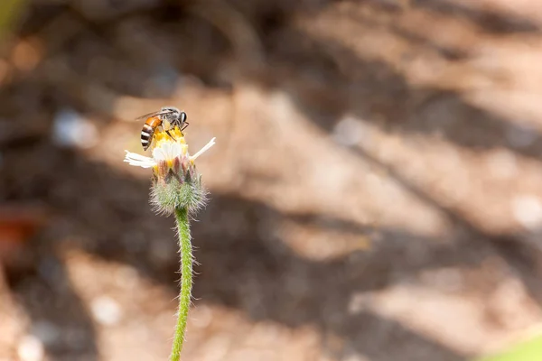 Včela Malé Květiny Rozostřeného Pozadí — Stock fotografie