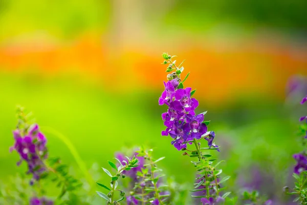 Imagen Fondo Las Flores Colores Naturaleza Fondo — Foto de Stock