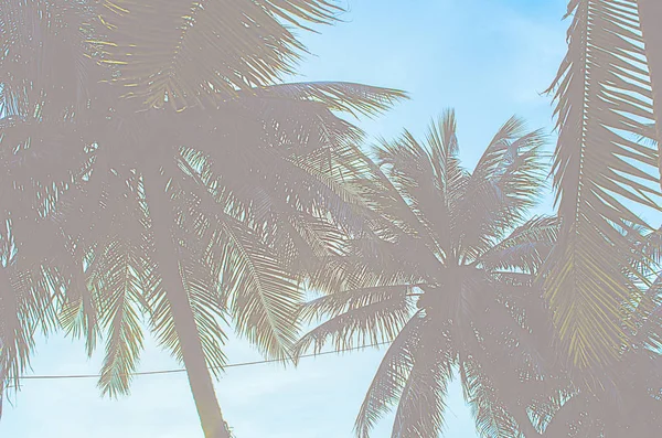 Palmera Silueta Playa Con Puesta Sol — Foto de Stock