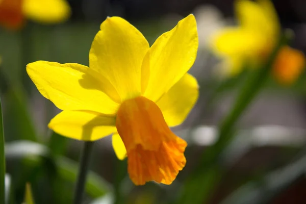 Tiro Narciso Primavera — Fotografia de Stock