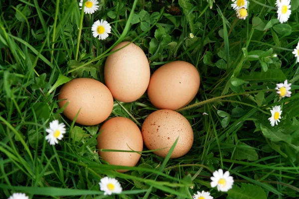 Ovos Orgânicos Prado Dia Ensolarado — Fotografia de Stock