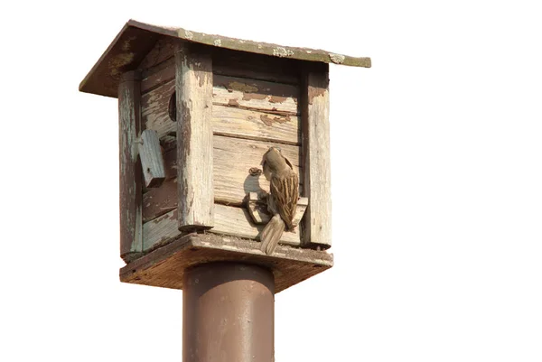 鳥の送り装置 彼女の若いものを摂食鳥のための木の家 — ストック写真