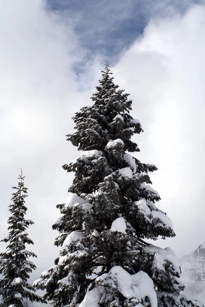 Árboles Siempreverdes Cubiertos Nieve Alto Las Montañas Cascade — Foto de Stock