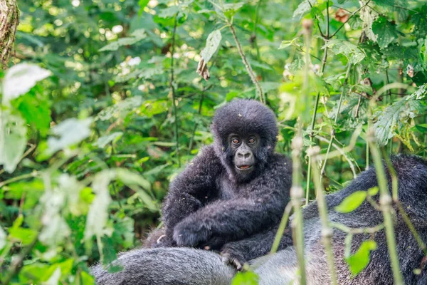 Bebé Gorila Montaña Sentado Espalda Silverback Parque Nacional Virunga República — Foto de Stock