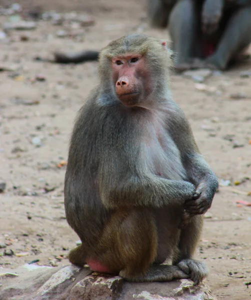 Baboon Monkey Living Eating Playing Savanna Standing Mountains Rocks — Stock Photo, Image