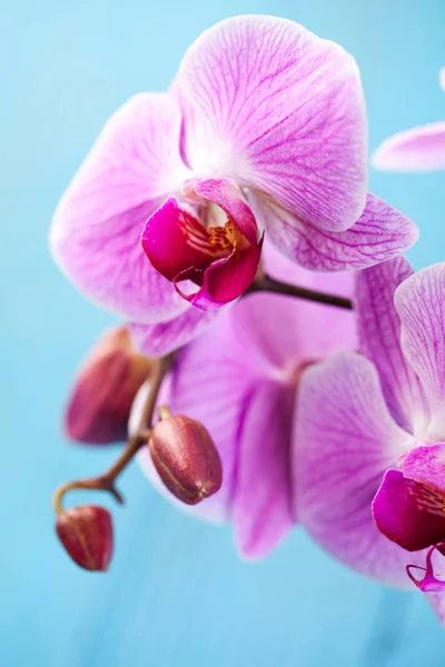 Orquídea Exótica Conceito Fresco Orgânico — Fotografia de Stock